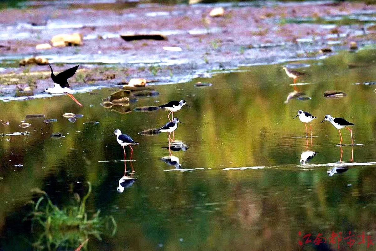 鳥(niǎo)界“名?！薄八掀鹞琛?>
<h3>鳥(niǎo)界“名?！薄八掀鹞琛?/h3>
</a>
</li>
<li>
<a href=